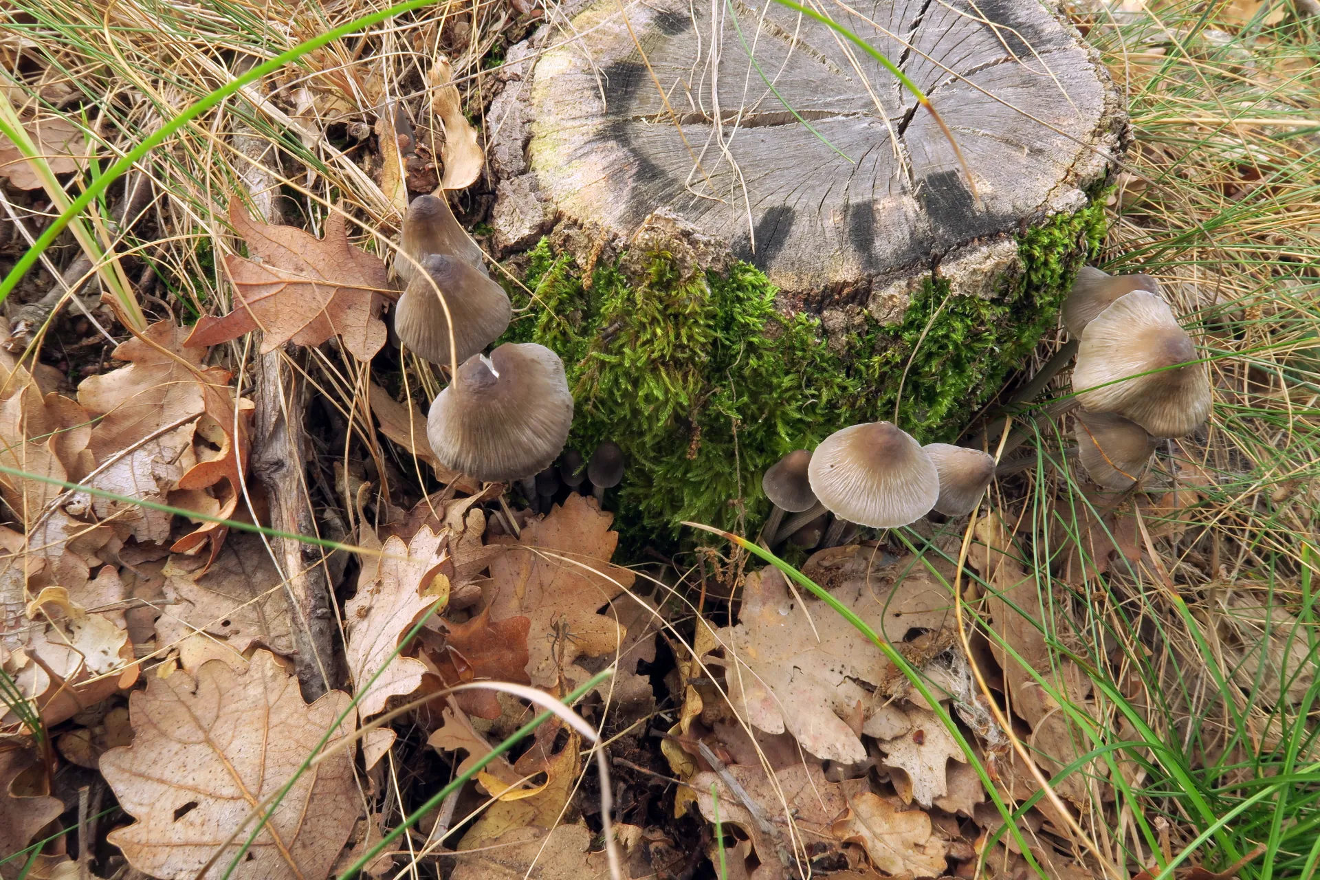 Mycena polygramma - 1 - IMG_4471